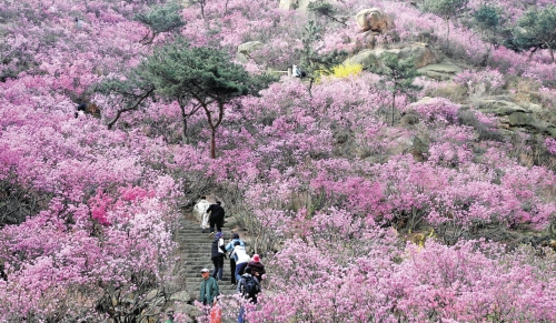 漫山红遍杜鹃花